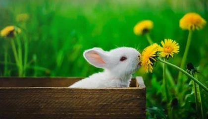 B体育_ “五大联赛与地方经济：赛事如何推动就业与旅游”，5大联赛的特点